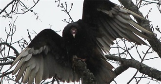 PG Halloween Movie Watchlist