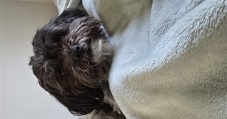 Anaise Movie Curriculum