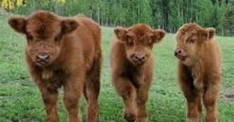 Novembers Books April-June