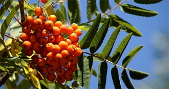 International Fruit Day - Top 10 Manganese Fruits