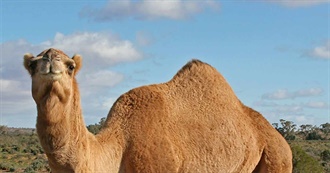 Animals That Live in the Desert