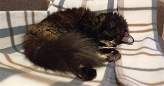 Jenny&#39;s Favorite Films