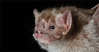 Png0fabat&#39;s Favorite Movie List