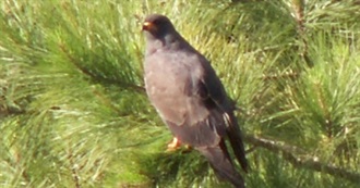 Birds on the South Carolina Review List