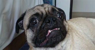 The Cinephile Pug 2018 Film Challenge