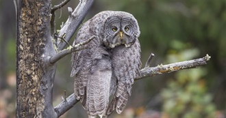 Cha&#39;s Formative Books