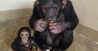 Chicken Delight Albums