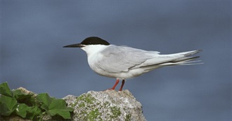 Special Birds of Massachusetts