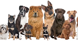Abbey's 30 Favourite Dog Breeds