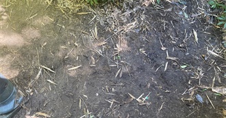 Bolder Tracks on RYM&#39;s Top Albums