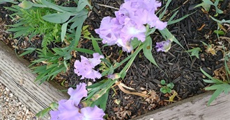 Some of Mem&#39;s Favorite Movies/Shows