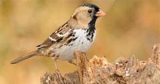 Birds of Kansas City, MO