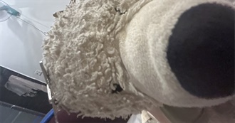 The Iceberg of Martin Crott-Bear