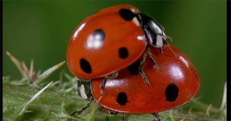 Entertainment Weekly&#39;s Best Bug Movies