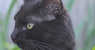 Eric&#39;s Absolute Cinema