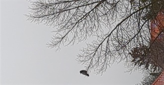 Crow&#39;s Liked Movies