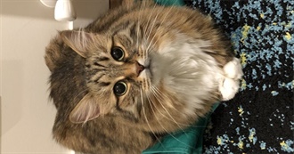 Ciar&#39;s Top Movies for a Well Rounded Artistic Insanity, in No Particular Order