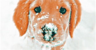 The Very Best Dog Breeds