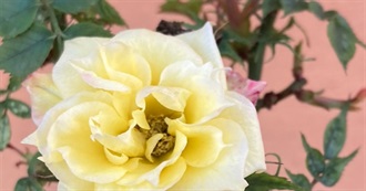 Favorite&#39;s Shows