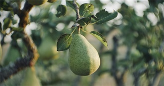 Foods Ovava Ate - Week 11