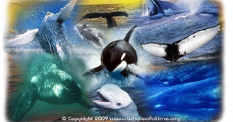 Dolphins, Whales, and Porpoises
