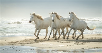 Names of Horses I&#39;ve Met