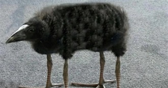 Dorothy&#39;s Top 100 Films :3