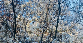 100 of Olivia&#39;s Favorite Albums (Not Definitive)