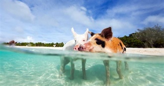 Every Atlas Obscura Site in the Bahamas