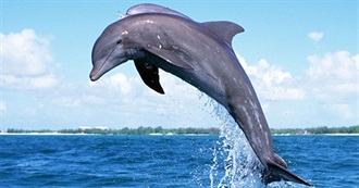 Fictional Whales/Dolphins/Porpoises