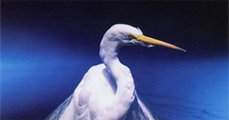 Sturgeonsalad&#39;s Fifty Favourite Albums