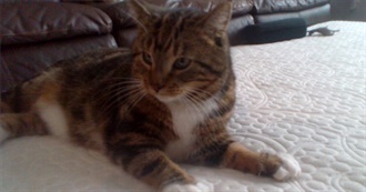 The Most Adorable Animals