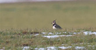 Birds on the Maryland Review List