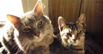 Ravenmount: The Rest 2016