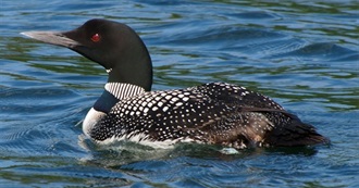 Minnesota&#39;s Special Birds