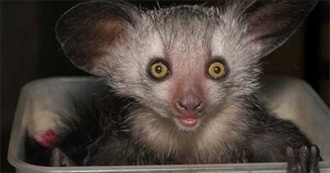 (List 25)  25 Dangerous Looking Animals That Are Relatively Harmless