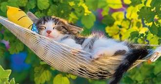 Ladycalico&#39;s Q2 of 2025