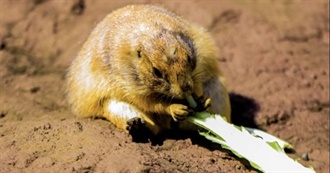 Recent Albums Listened to - Part 29 (Cch)