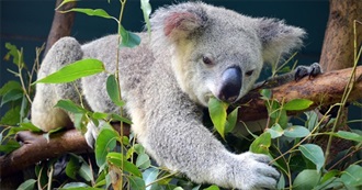 Unusual Facts About Australia