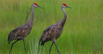 Nebraska&#39;s Special Birds
