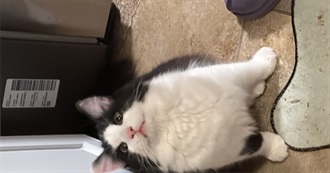 Grace&#39;s Important Films