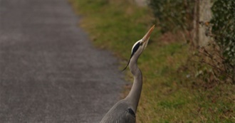 Lughaidh Listens (Podcast Edition)