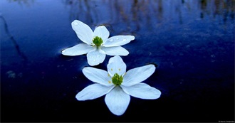 Shauna&#39;s Top 101 Favorite Movies