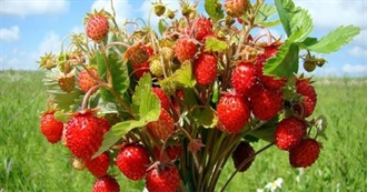 Lis&#39; Favs || Brazilian Food