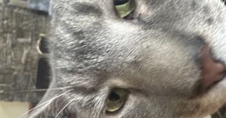 Yellobb&#39;s Top 100 Movies