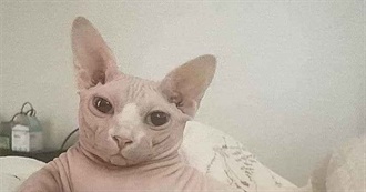 Sideswipes Movie List