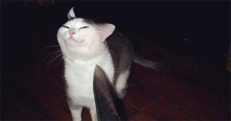 Rockterion Collection