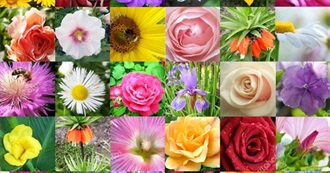 Clary&#39;s Favourite Flowers