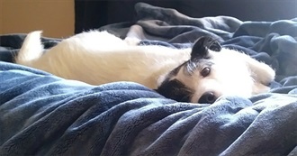 Floki's Favorite Movies