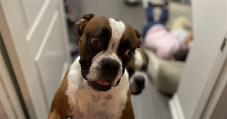 Criterion Collection a L&#225; Camilo